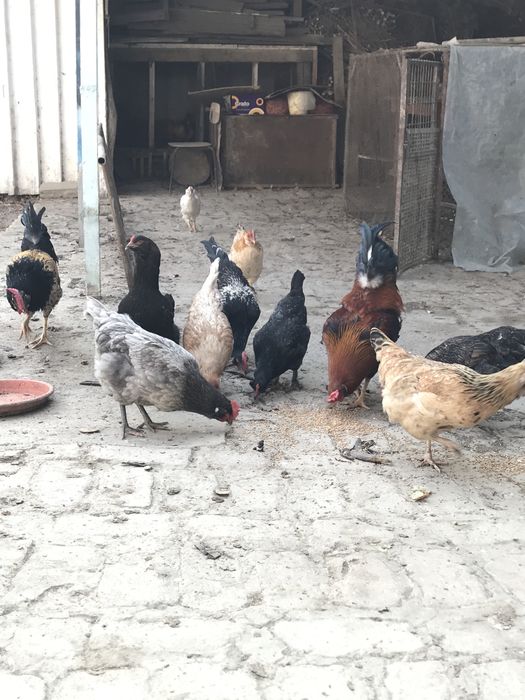 товук ва хурозлар сотилади