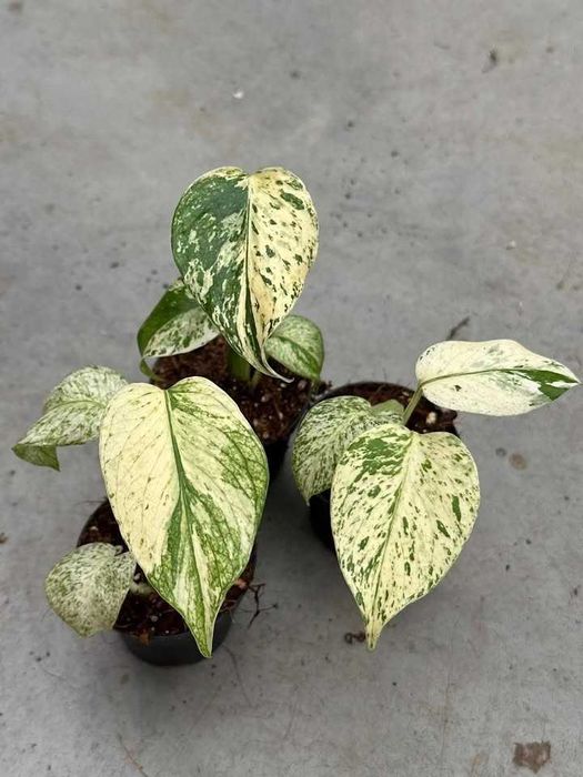 Редки Monstera и Philodendron