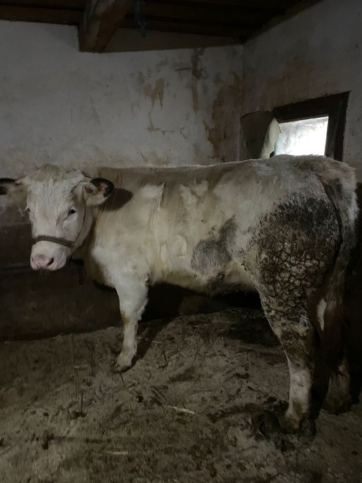 Juncă belgiană de vânzare