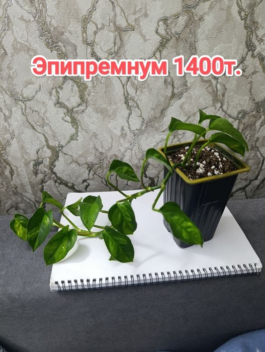 Комнатные растения кжби