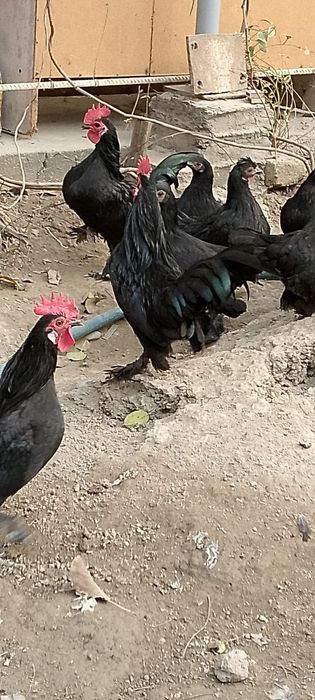 Япон кора милферлар сотилади