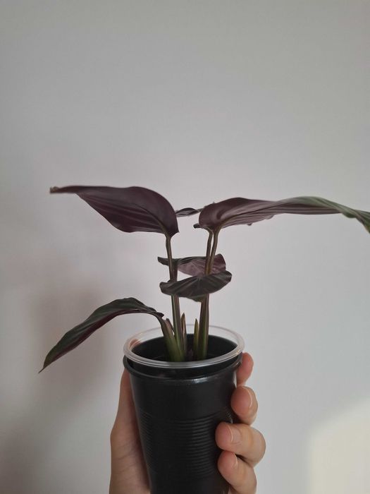 Продам калатею "Бьюти стар"