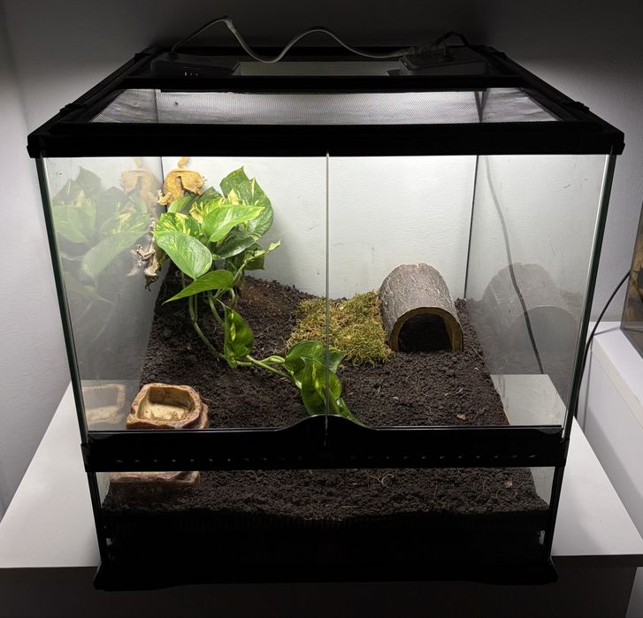 Vand pereche crested gecko cu terariu