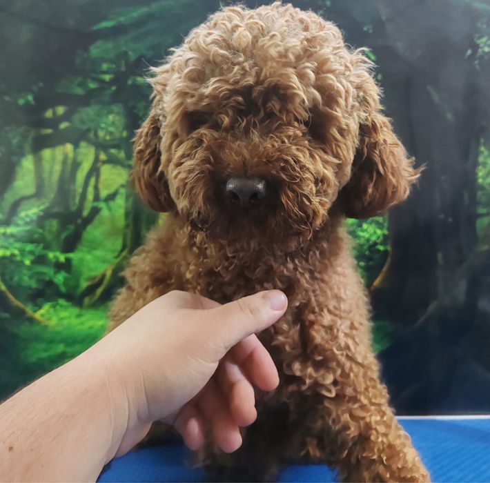 Tuns caini si pisici