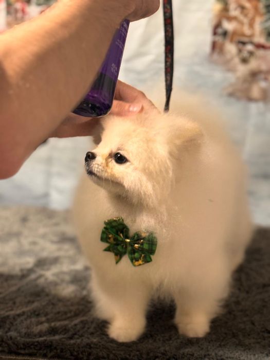 Pomeranian alb de vanzare - rasa pura, pedigree inclus
