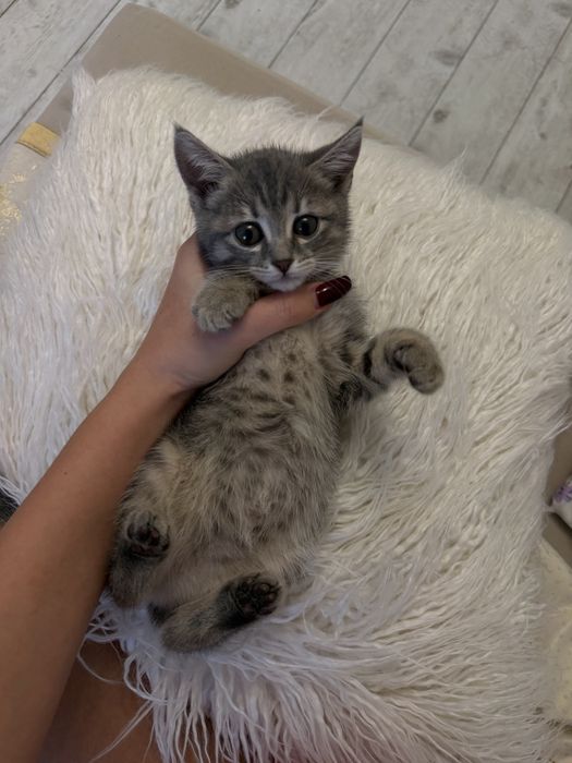 Продаю котёнка девочку