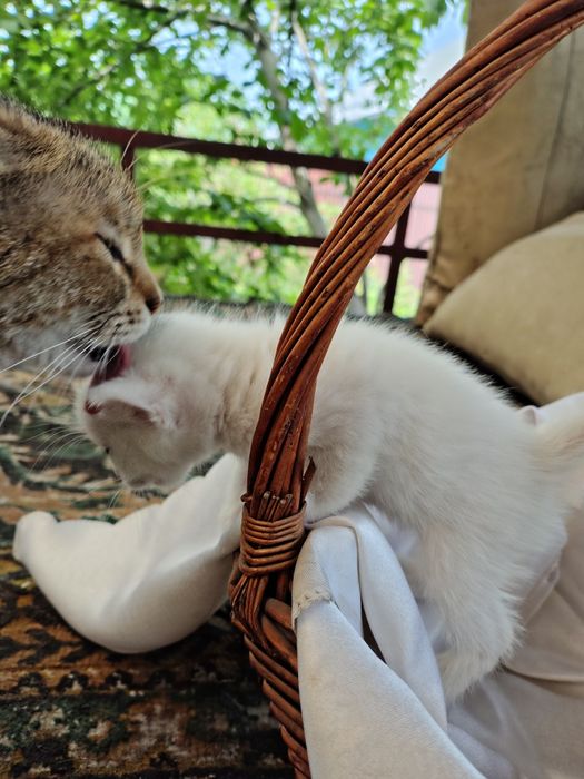 Адам кому хорошие котят
