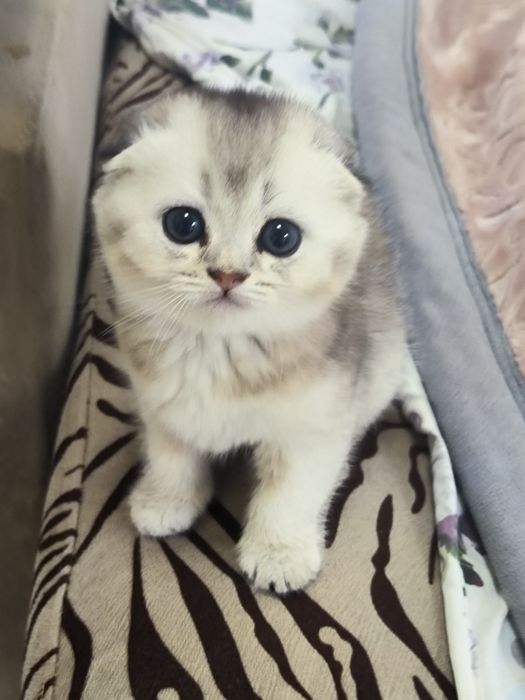 Котята от правильной вязки