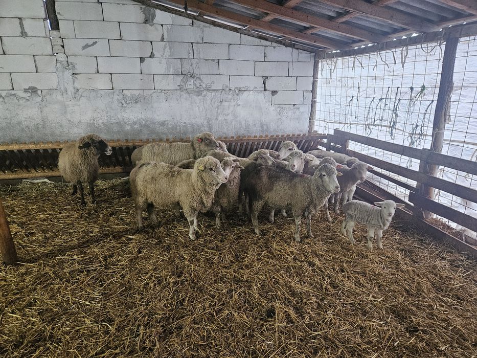 Oi  gestante de vanzare