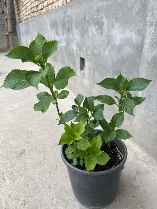 гортензия крупнолистная