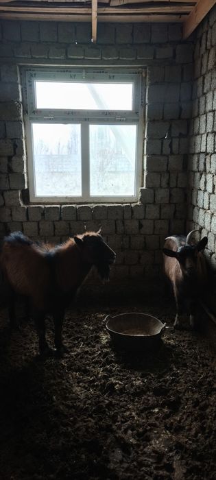 Альпинские козы Alpin echkilari