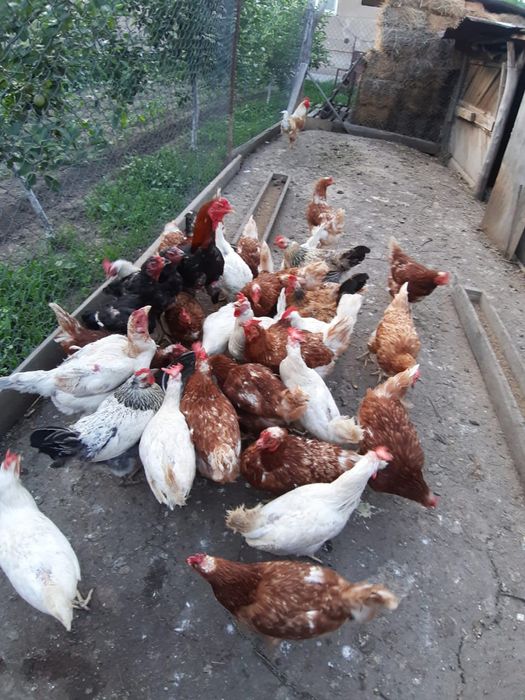 Продам курочек несушек