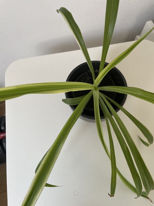 Лечебно алое, хлорофитум.