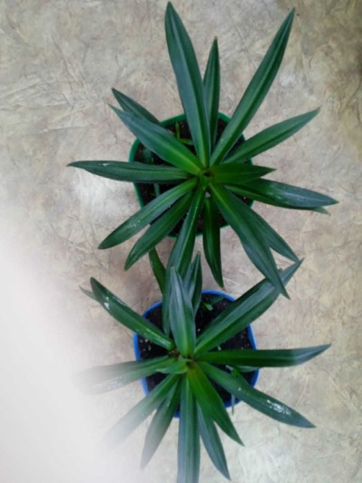 Цветы для офиса!