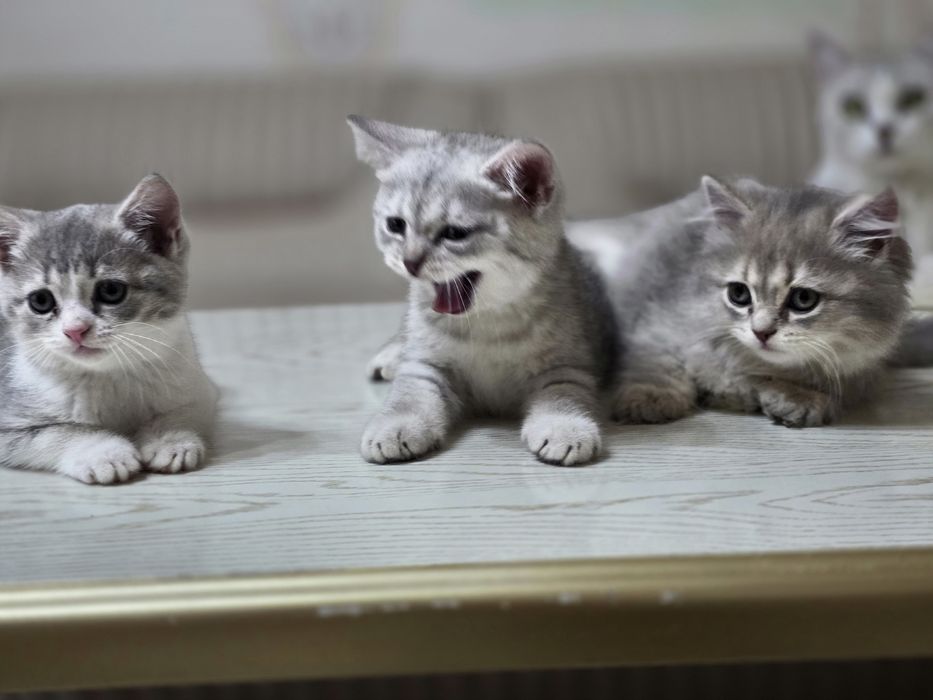 Британский шиншилла котята кошечки britanskiy shinshila mushuk bolalar