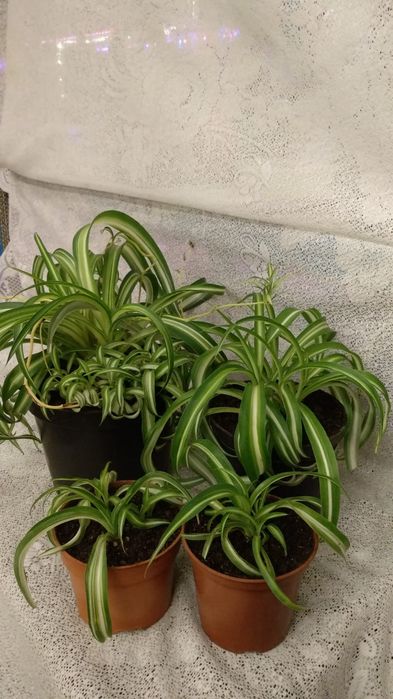 Продам Хлорофитум. 5 сортов
