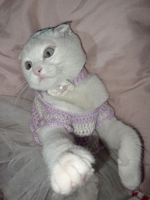 скотиш фольд сотилади