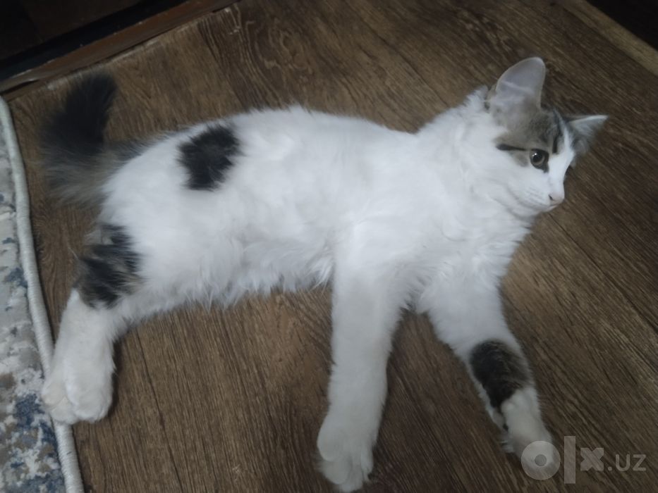 Котенок В Добрые Руки