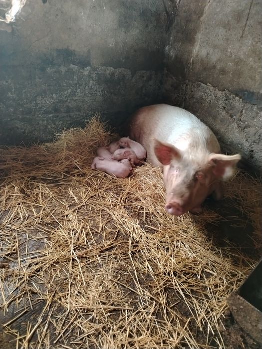 Поросята 2,4 дня