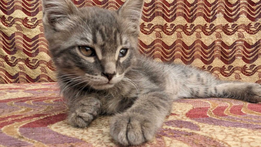 Отдам котят, мальчик и девочка , возраст 2 месяца