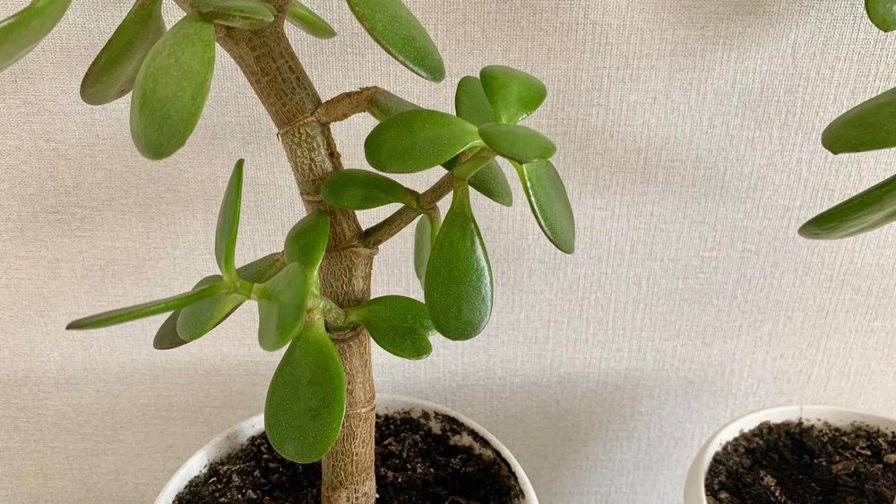 Комнатные цветы, растения