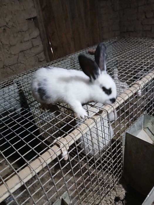 Quyon sotilad 4 hil zotidan bor nafhlar 300000 da 50 gach bor