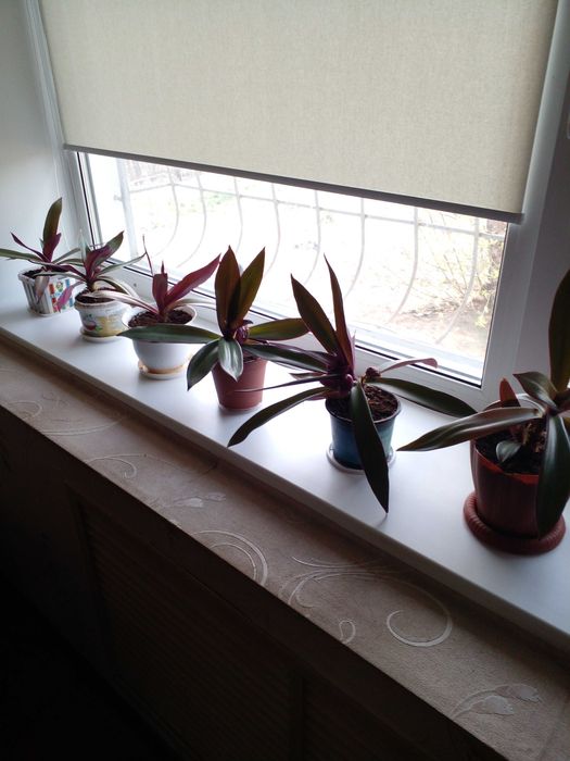 Комнатные растения