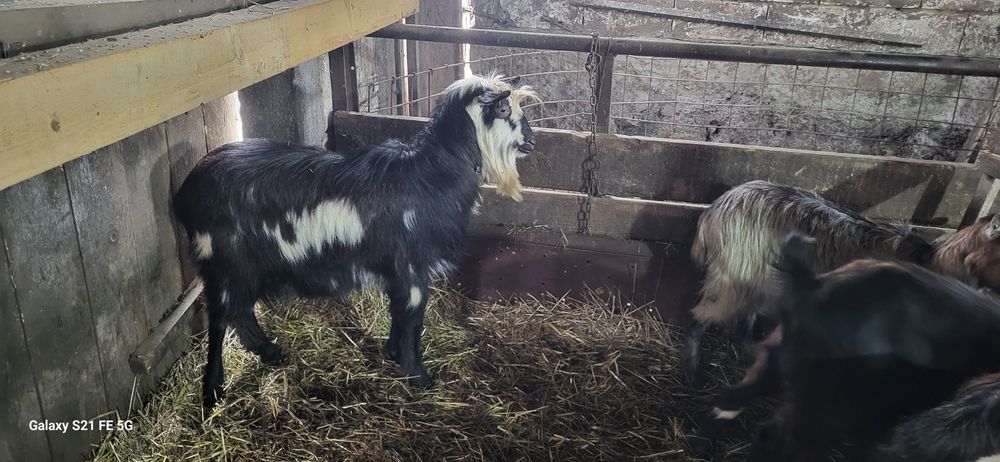 SCHIMB 2 țapi si o iadă