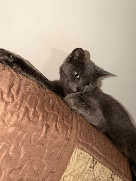 Dau spre adoptie pisica are 3 ani