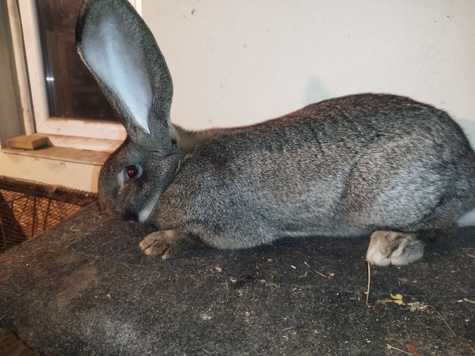 Uriaș German de vânzare!