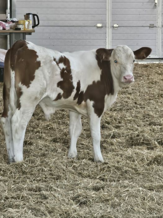 Vaca baltata românească cu tauras (vitel)