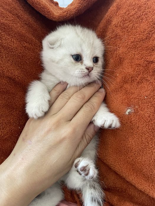 Serebristiya shinshilla srochna sotiladi