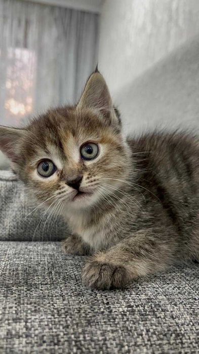 Маленькие котята