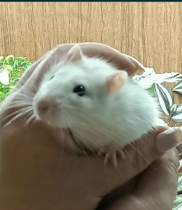 Домашние крысята