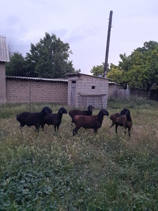 4 кошка бар 1.5 жасар