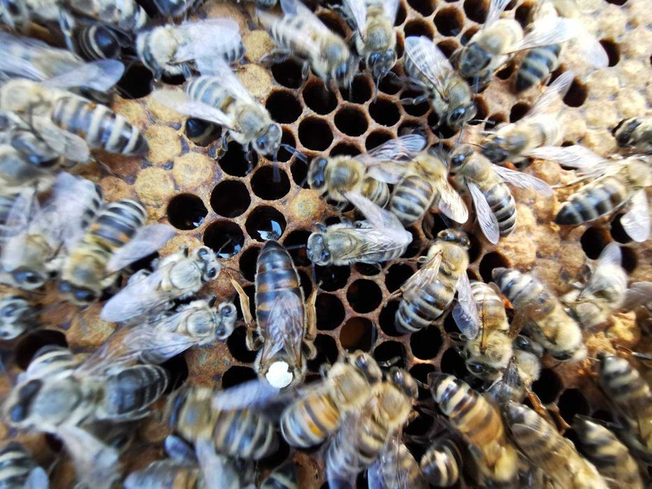 Пчелни  отводки и майки 2026