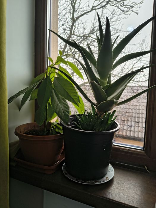 Vând aloe Vera și avocado