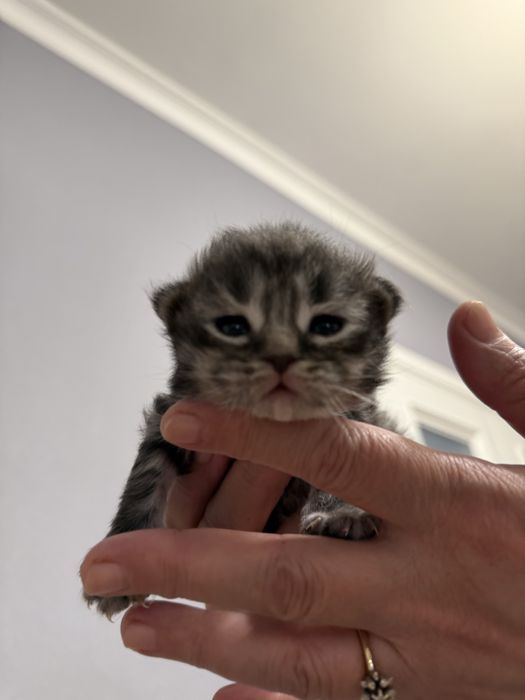 Котенок scotish fold СРОЧНО