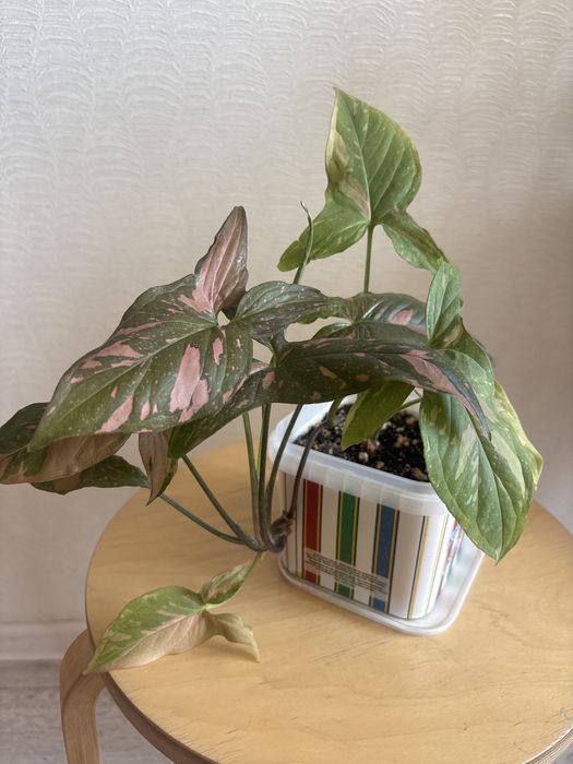 Продам комнатные цветы