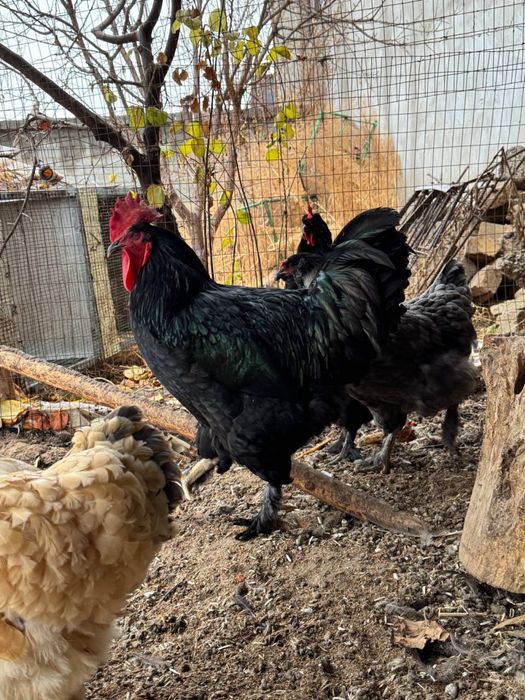 Damshniy xoroz tovuqlar sotiladi