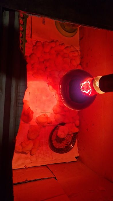 Продажа цыплят бройллеры