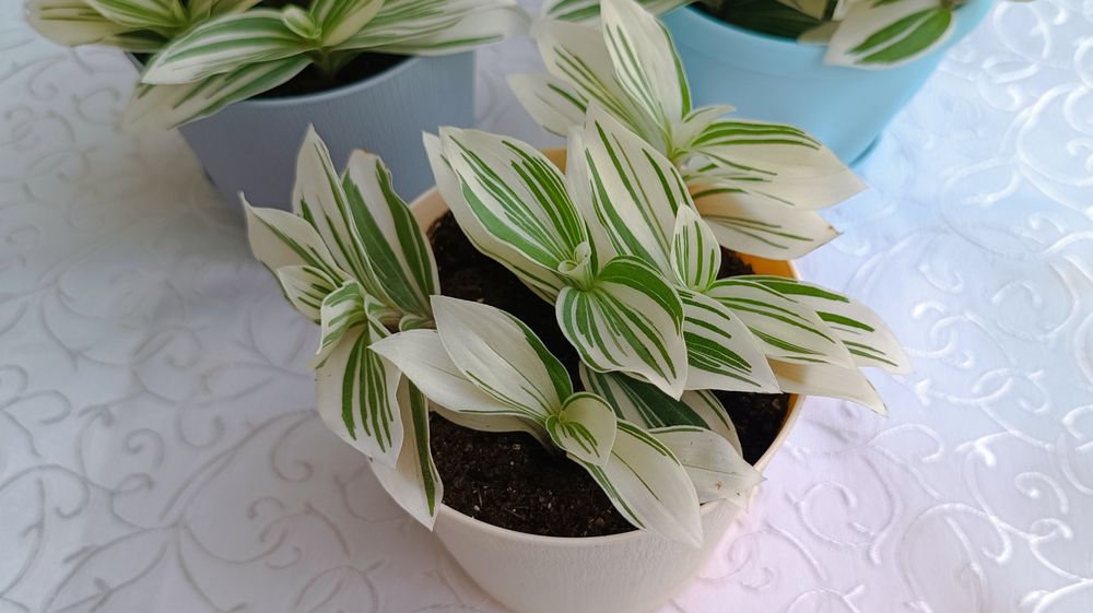 Традесканция Альбовитата