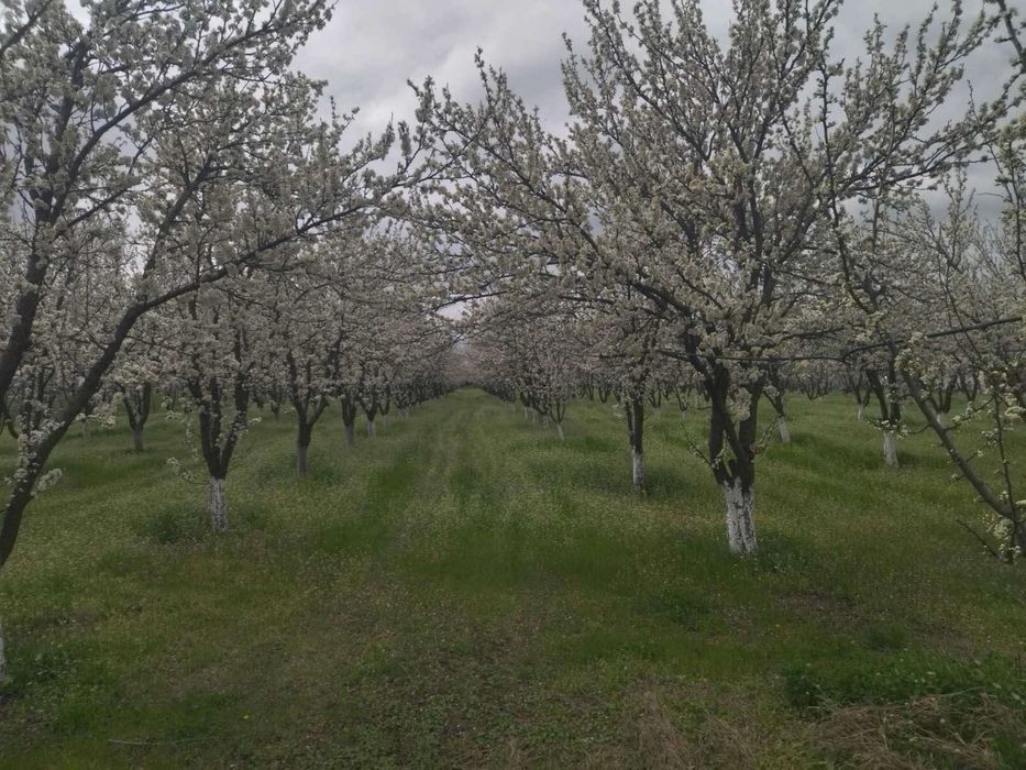 Овощна градина с трайни насаждения в плододаване