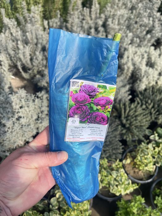 Английские розы в продаже