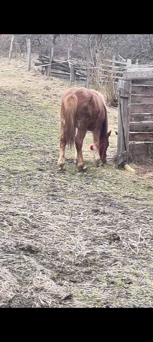 Vand manza de un an cu acte 0741387027