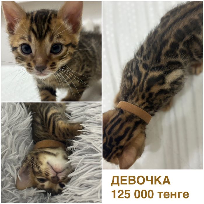Бенгальские котята