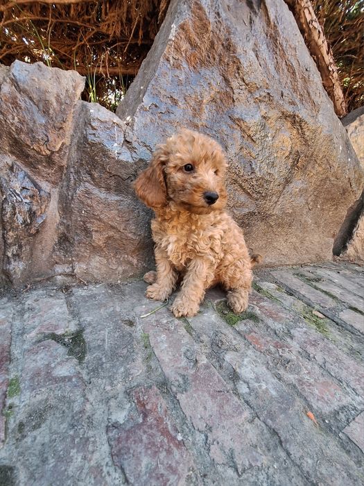 Pudel/Poodle Miniature