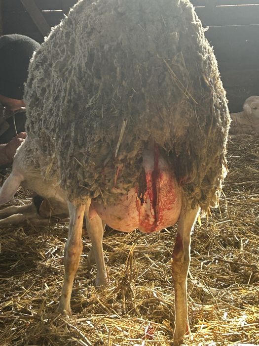 Vand mielute si berbecuti lacaune