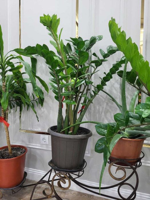 продам комнатные растения