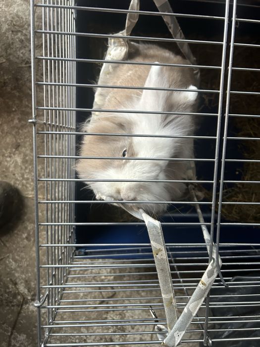 Vand iepuras cap de leu